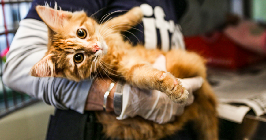 UCSF x UCD Cancer Study in Cats Yields Promising Results