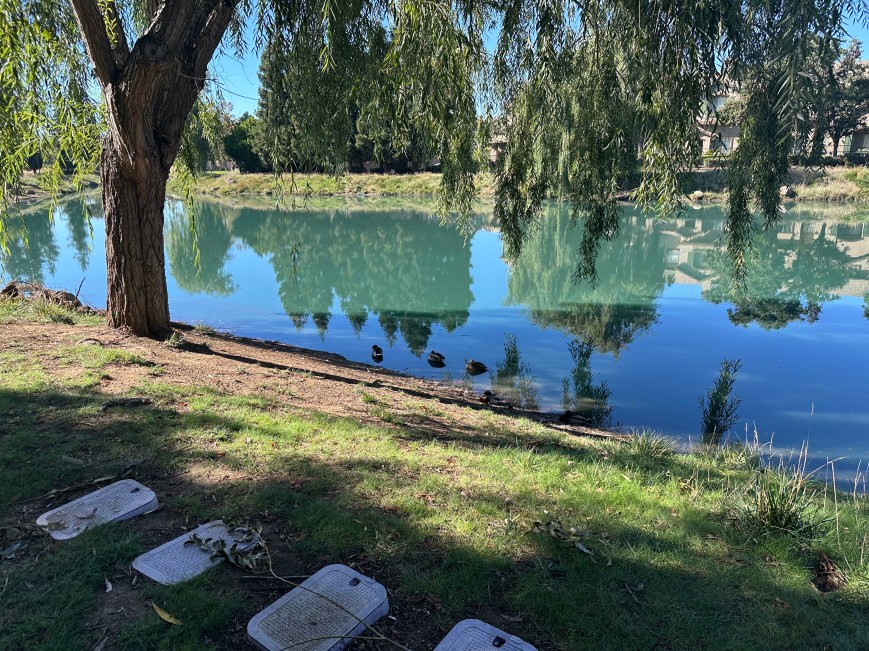 The Bay Area in Photos: Evergreen Village Duck Pond