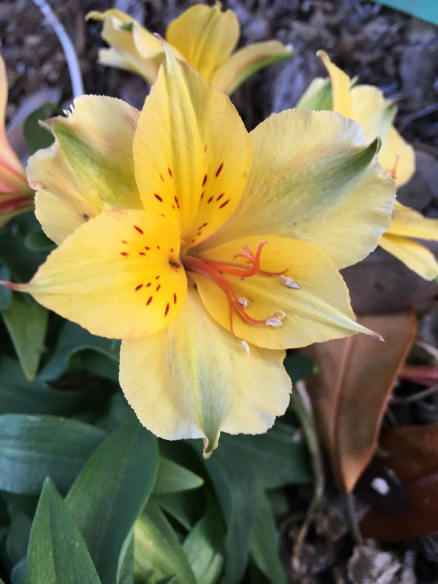 The Bay Area in Photos: Flowers of Silicon Valley