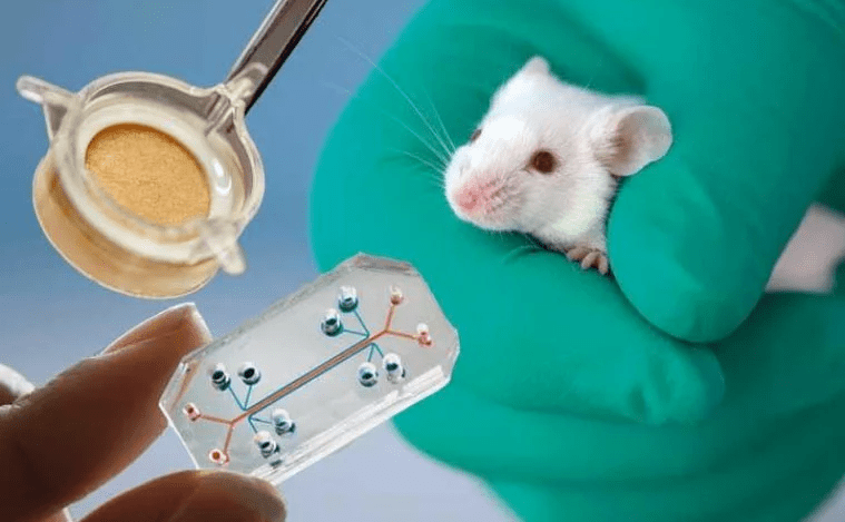Alternatives Towards Animal Testing In Scientific&nbsp;Research