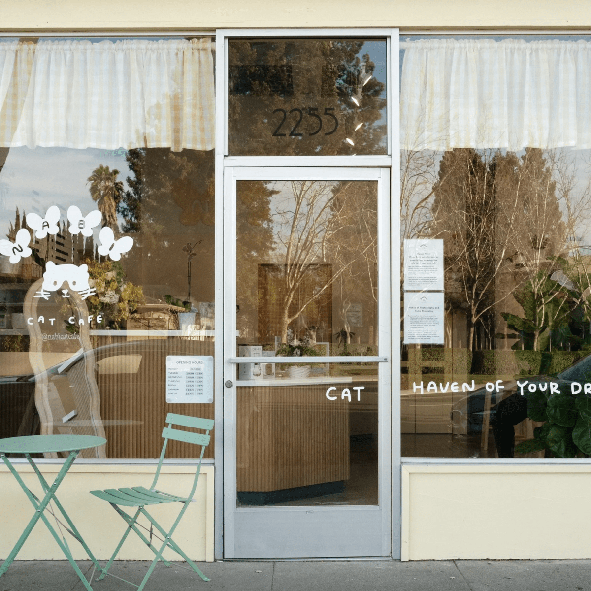 Exclusive: Interview with Christine Hedeen, Co-Founder of Nabi Cat&nbsp;Cafe